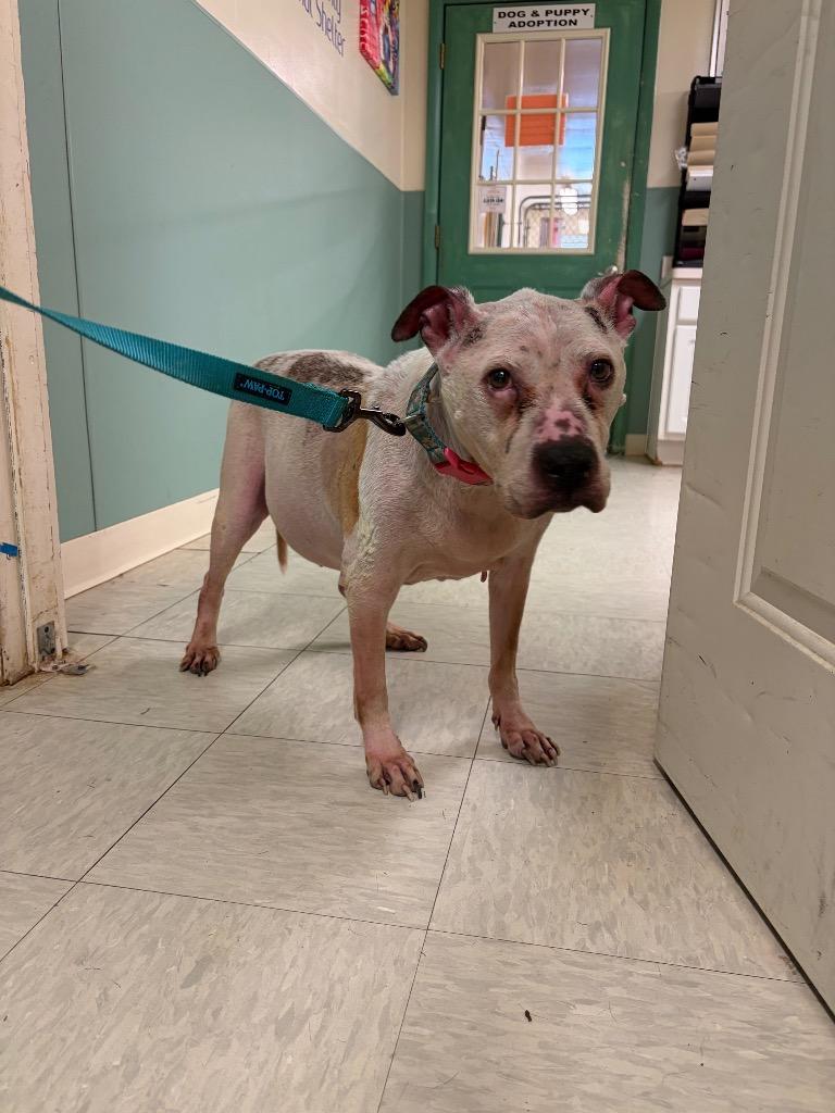Enlarge Twinkle, a Adoptable mixed breed in Mineral, VA image 4/4