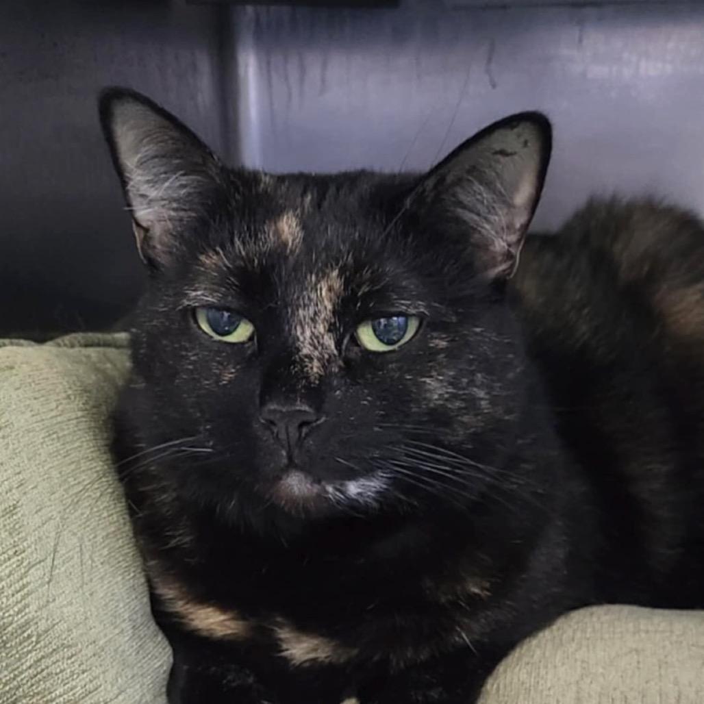 Princess Berkeley (declawed)