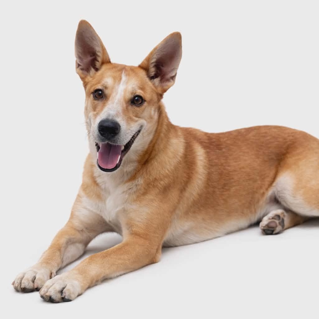 Enlarge Remi, a Adoptable mixed breed in Des Moines, IA image 3/3