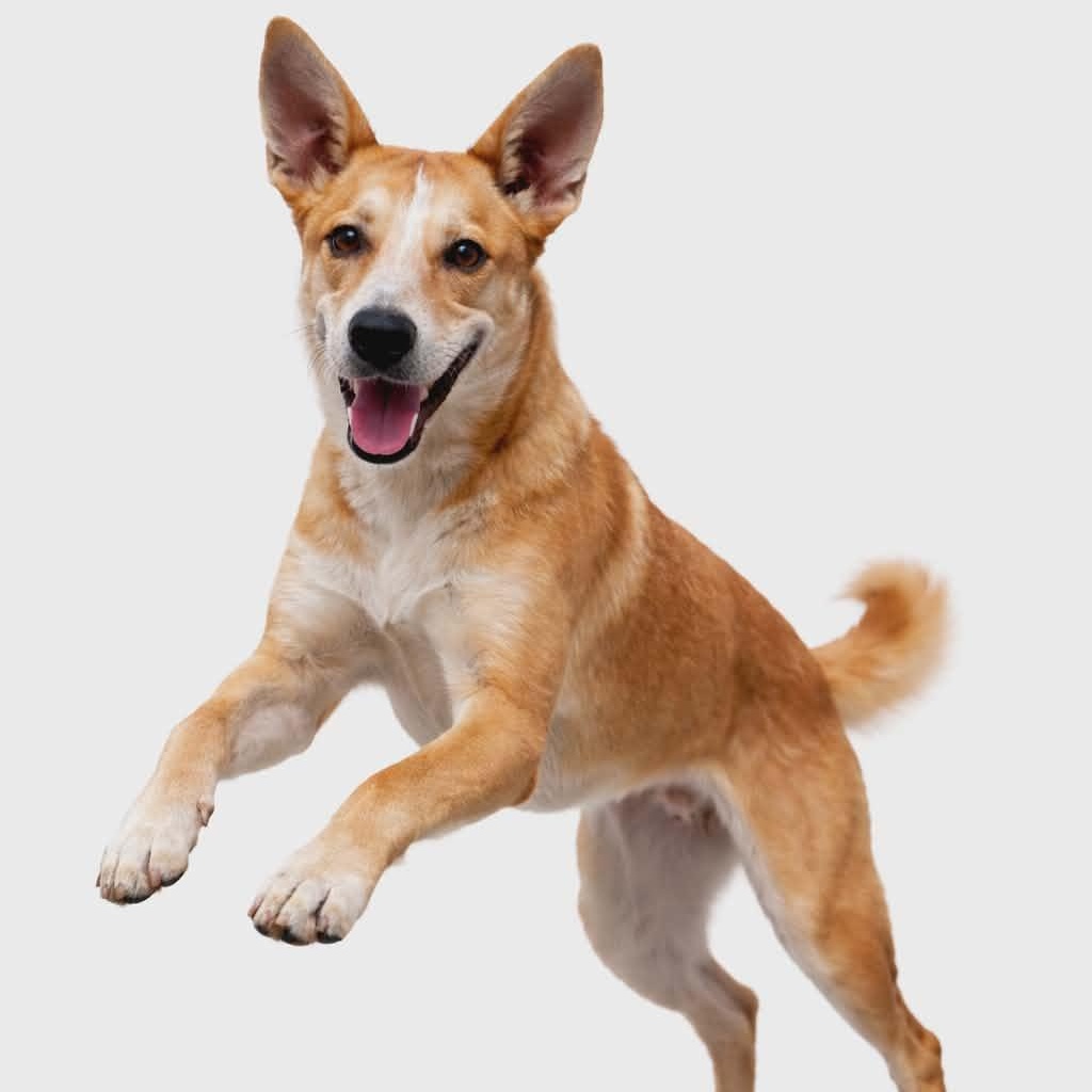 Enlarge Remi, a Adoptable mixed breed in Des Moines, IA image 2/3