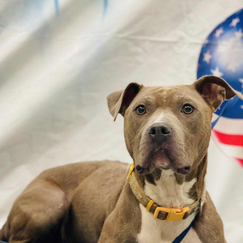 AC#3193 "Emery", an adoptable Pit Bull Terrier Mix in Conyers, GA_image-1