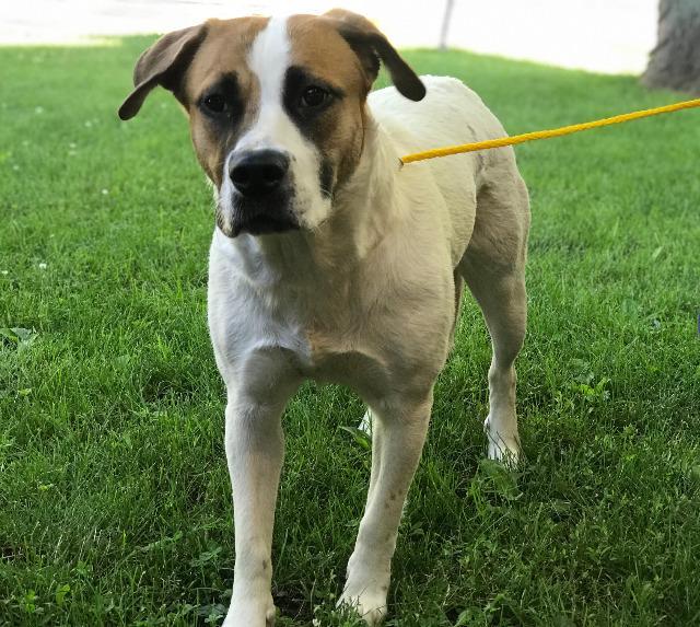 Enlarge Emma Yrly 264, a Adopted mixed breed in Sidney, OH image 1/3