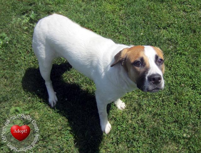 Enlarge Emma Yrly 264, a Adopted mixed breed in Sidney, OH image 2/3