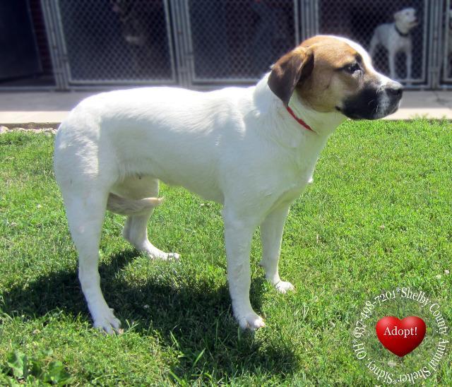 Enlarge Emma Yrly 264, a Adopted mixed breed in Sidney, OH image 3/3