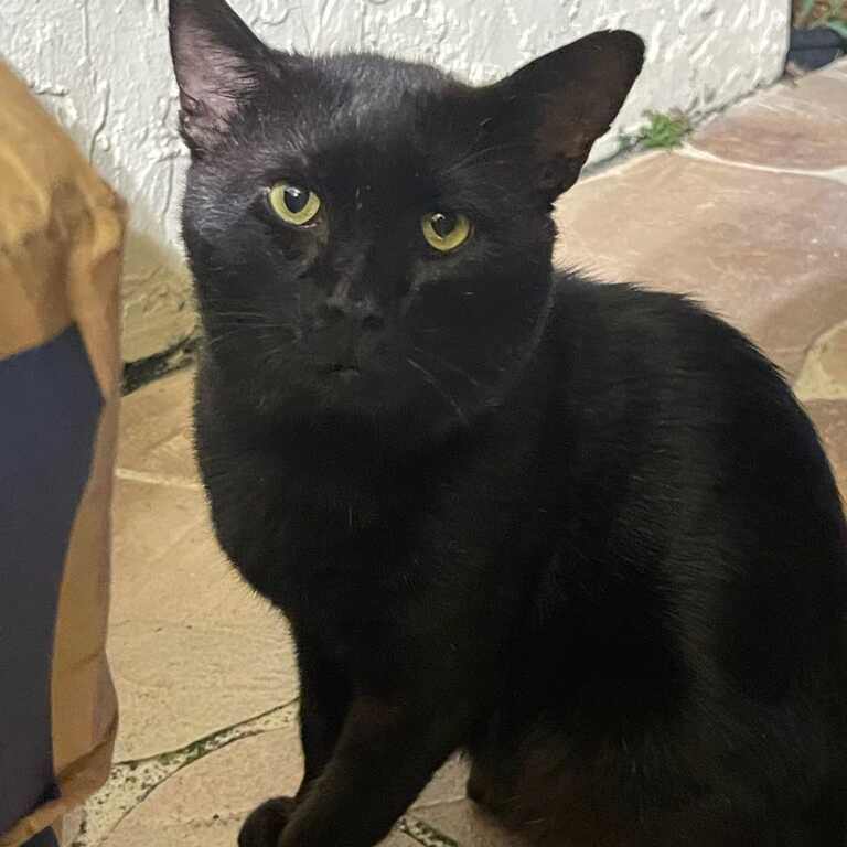 Ian, a Adoptable Domestic Short Hair in Lauderhill, FL image 2/2