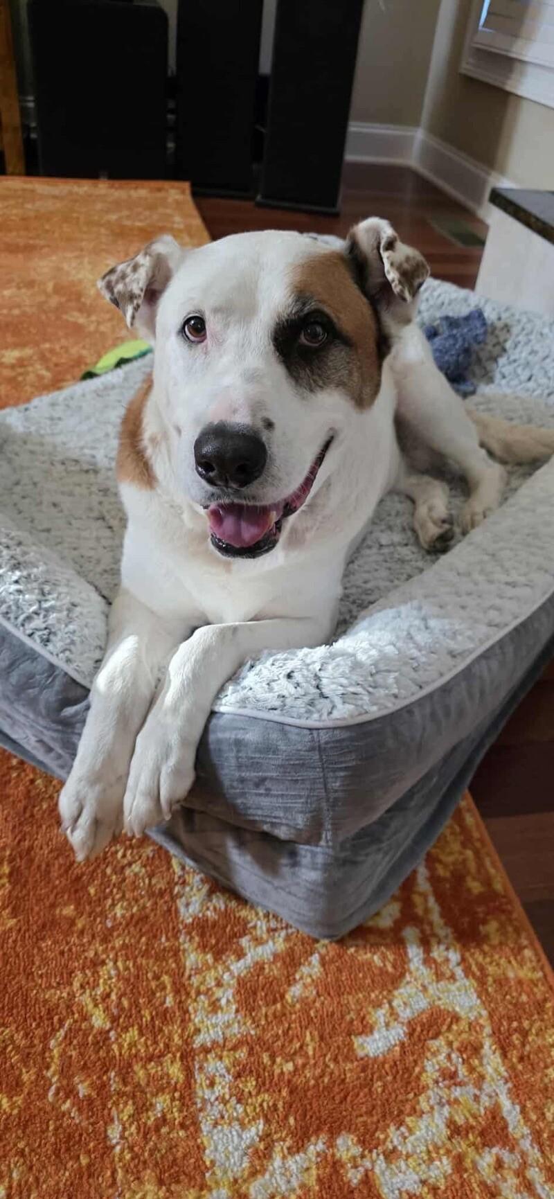 Linda/Guardian, a Adoptable mixed breed in Maryville, TN image 1/6