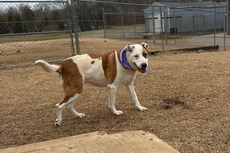 Linda/Guardian, a Adoptable mixed breed in Maryville, TN image 2/6