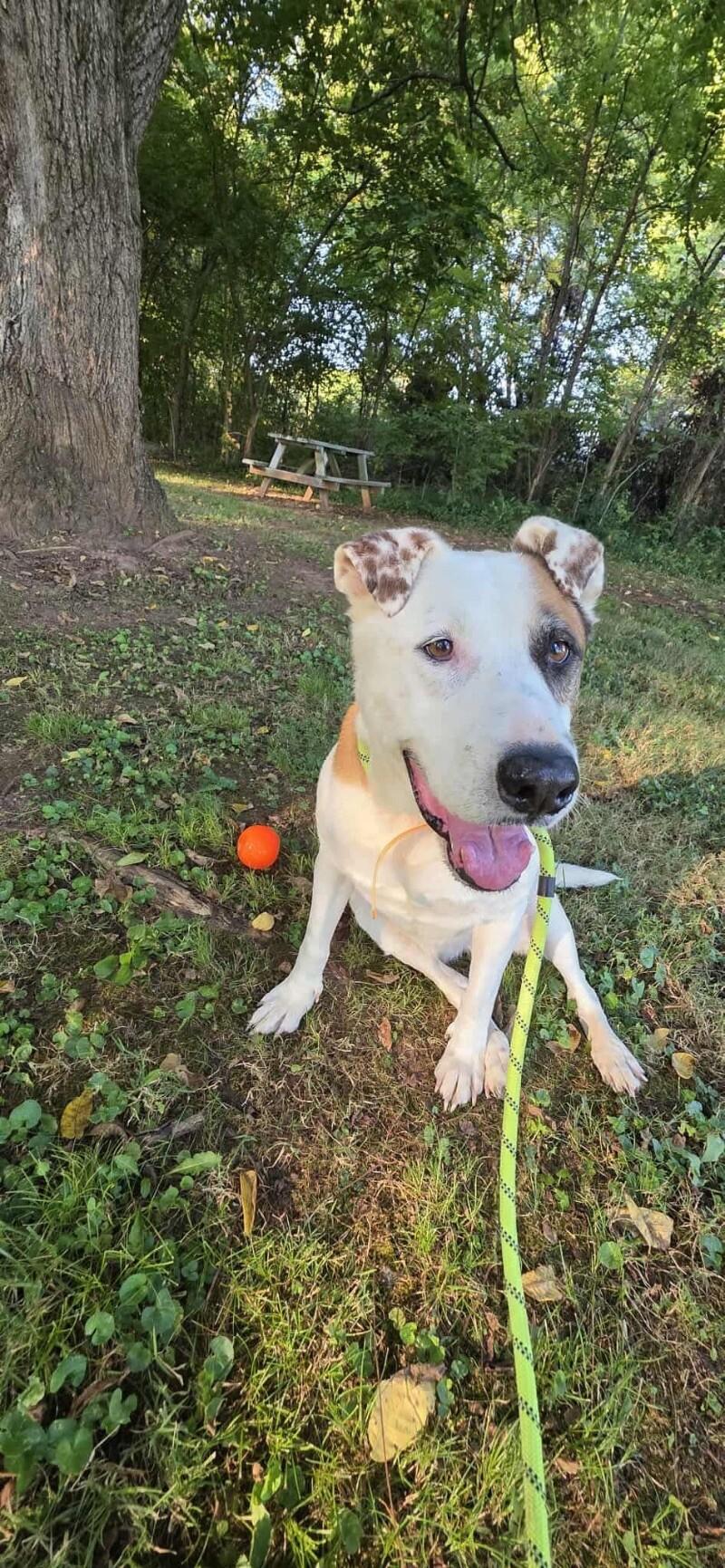 Linda/Guardian, a Adoptable mixed breed in Maryville, TN image 4/6