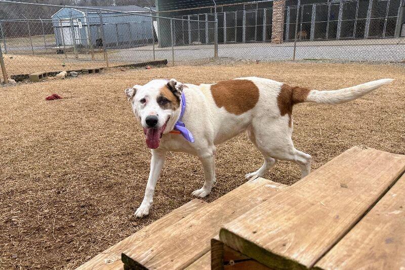 Linda/Guardian, a Adoptable mixed breed in Maryville, TN image 5/6