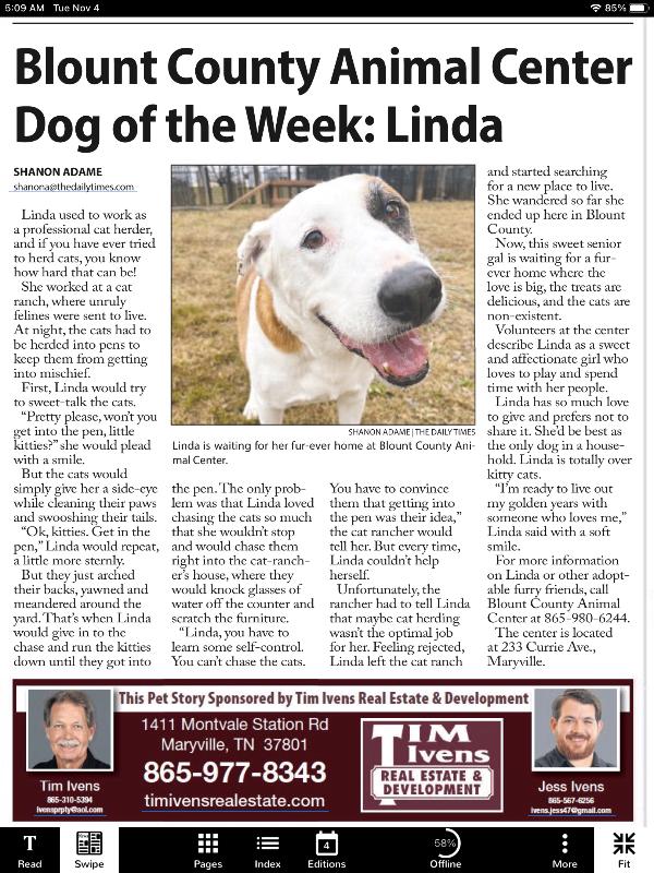 Linda/Guardian, a Adoptable mixed breed in Maryville, TN image 6/6