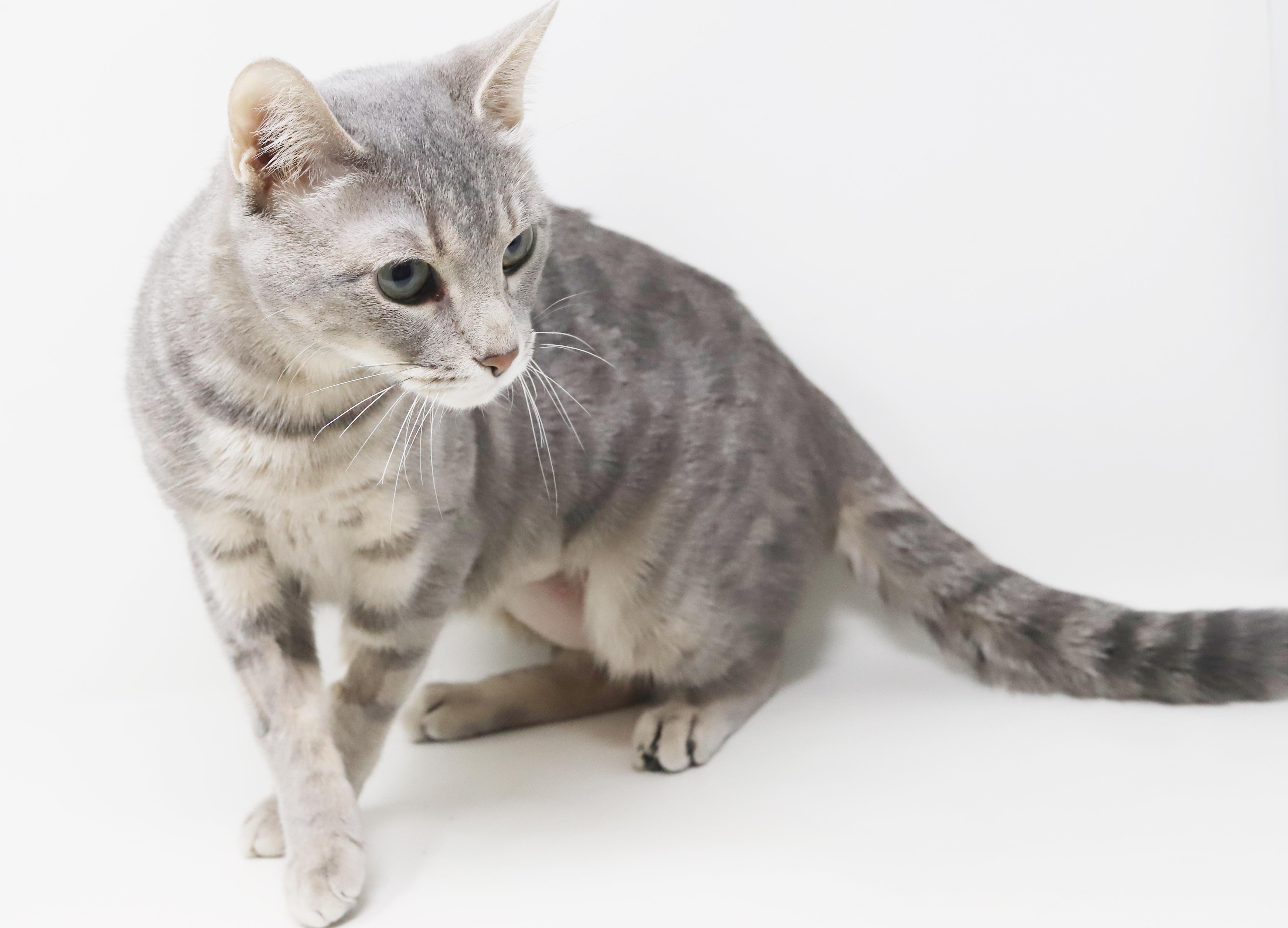 Enlarge Nina is nothing but SWEET SWEET SWEET!  Supermodel too!, a Adoptable mixed breed in Bedford Hills, NY image 5/5