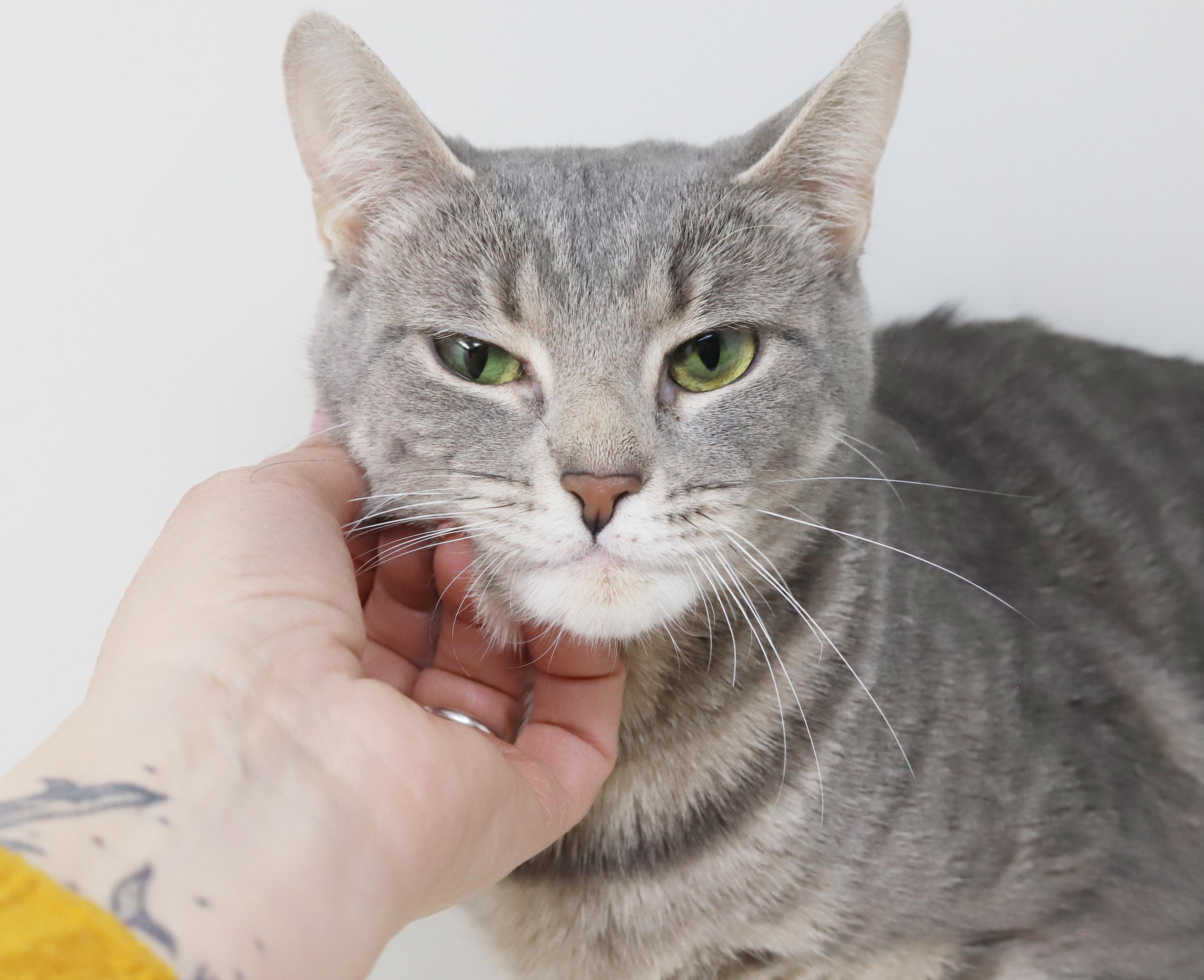 Enlarge Nina is nothing but SWEET SWEET SWEET!  Supermodel too!, a Adoptable mixed breed in Bedford Hills, NY image 2/5