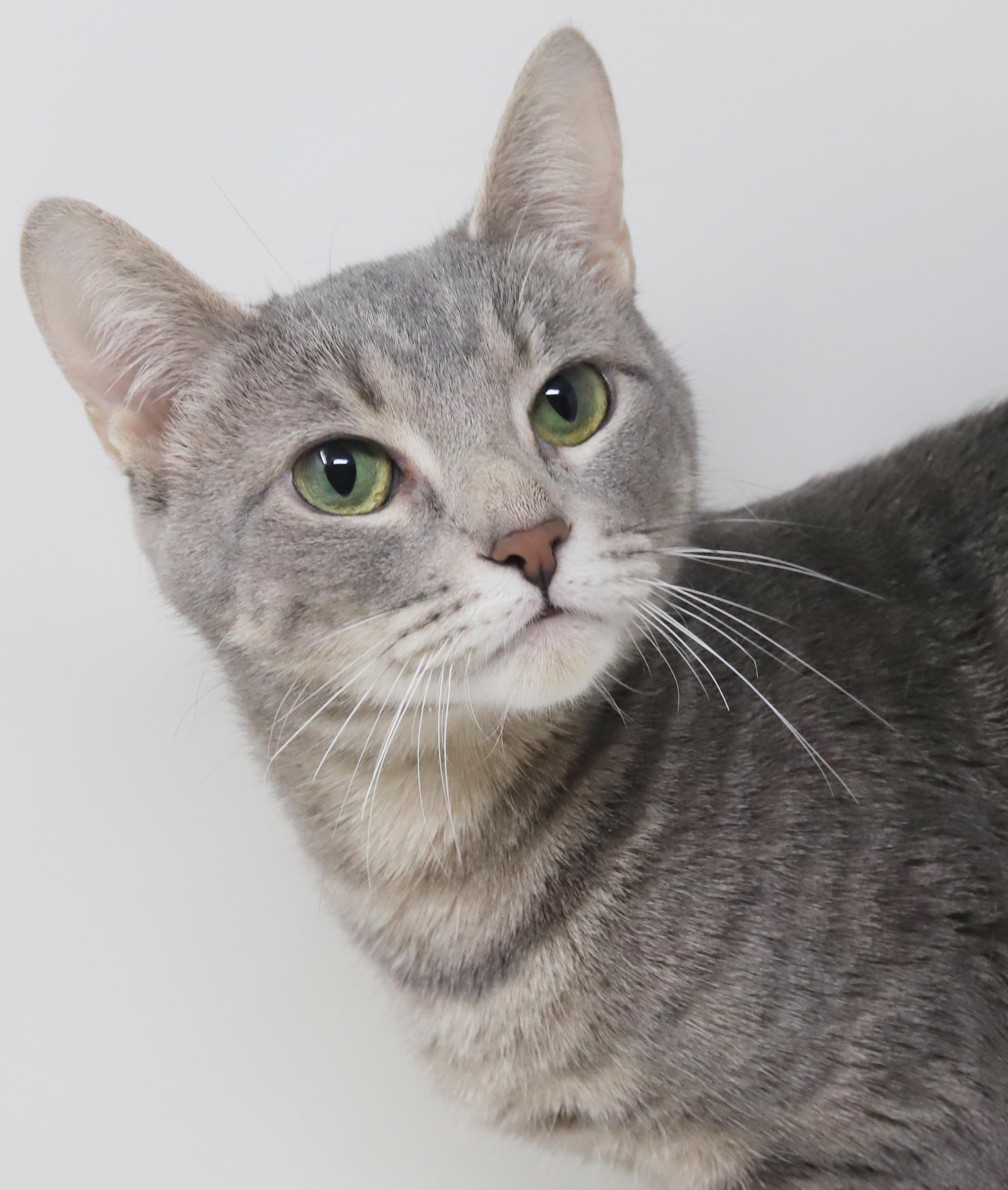 Enlarge Nina is nothing but SWEET SWEET SWEET!  Supermodel too!, a Adoptable mixed breed in Bedford Hills, NY image 1/5