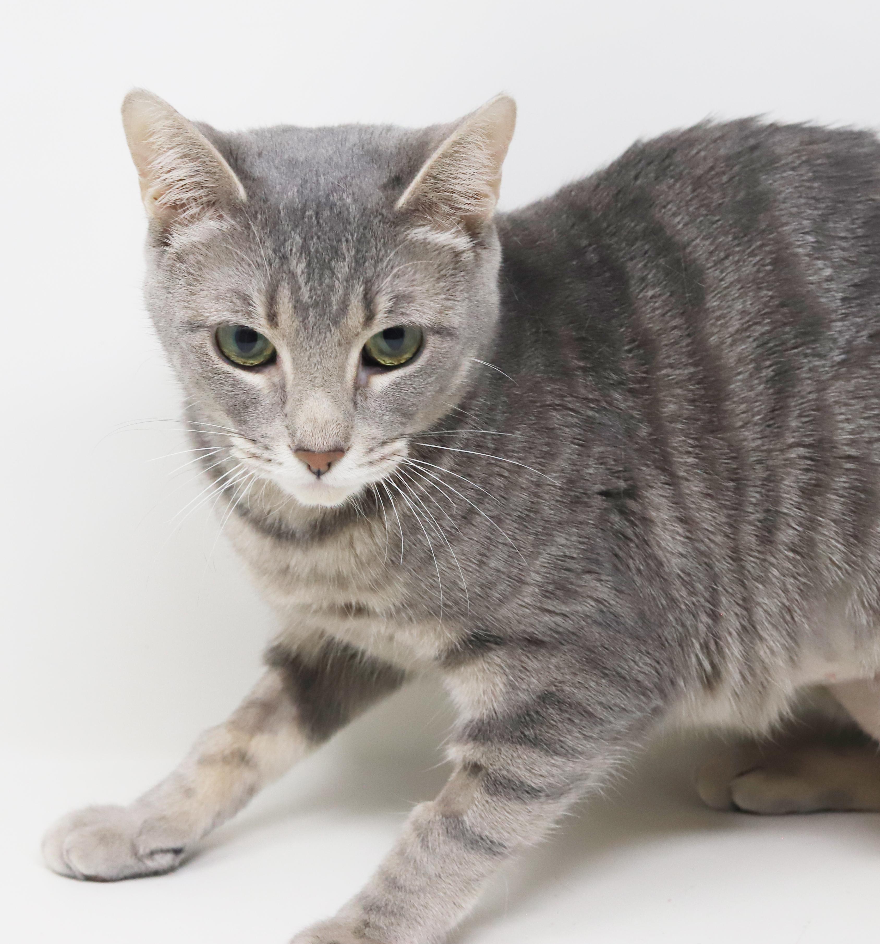 Enlarge Nina is nothing but SWEET SWEET SWEET!  Supermodel too!, a Adoptable mixed breed in Bedford Hills, NY image 4/5