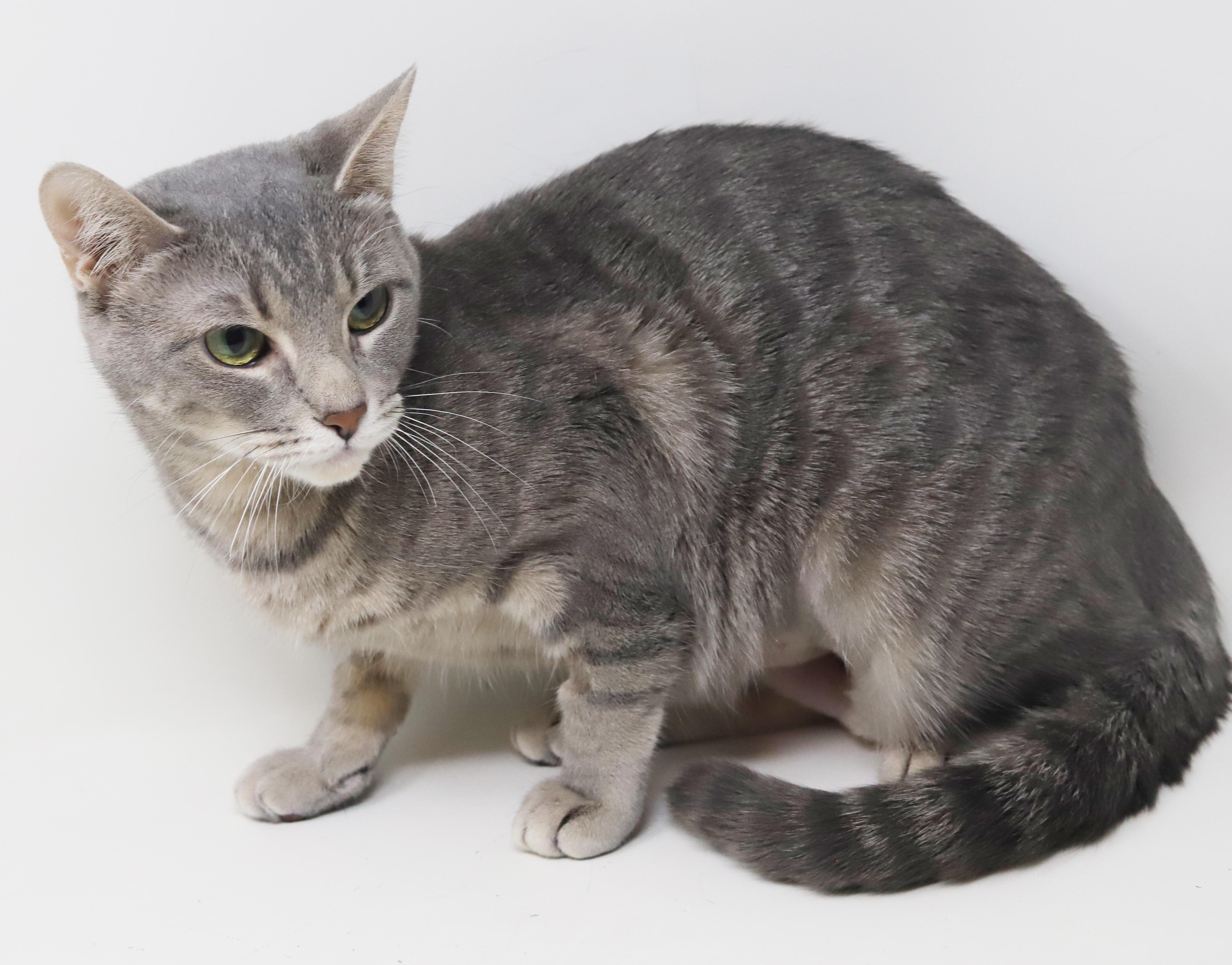 Enlarge Nina is nothing but SWEET SWEET SWEET!  Supermodel too!, a Adoptable mixed breed in Bedford Hills, NY image 3/5