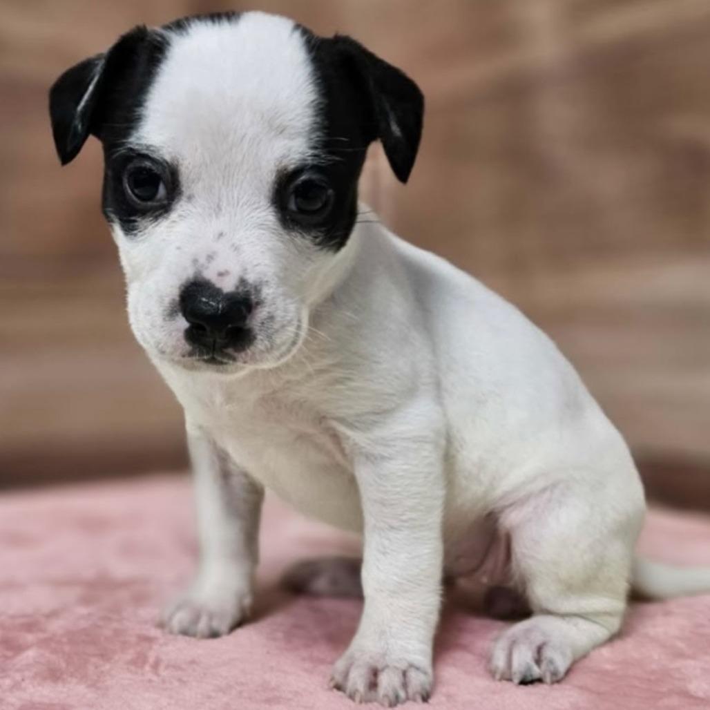 Faye, Adoptable, Puppy Female Pit Bull Terrier & Mixed Breed.