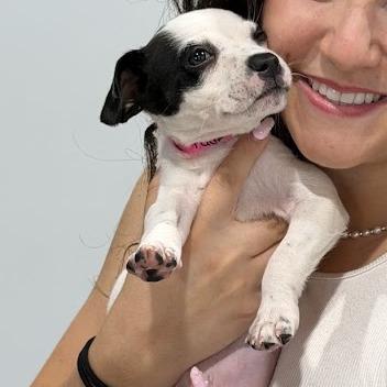Faye, a Adoptable mixed breed in Griswold, CT image 2/6