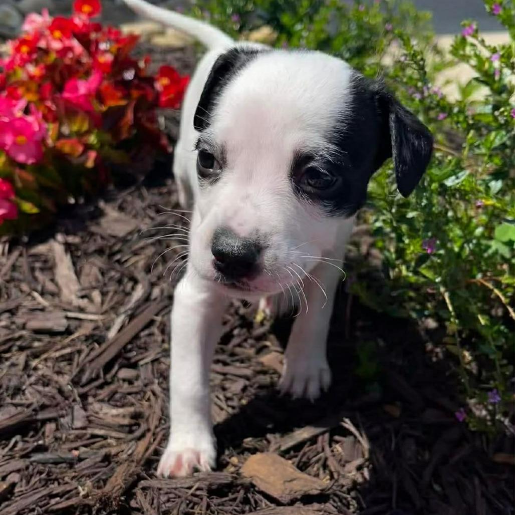 Faye, a Adoptable mixed breed in Griswold, CT image 3/6
