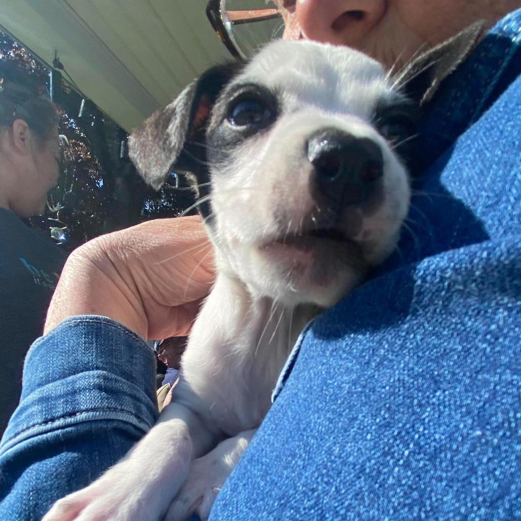 Faye, a Adoptable mixed breed in Griswold, CT image 4/6