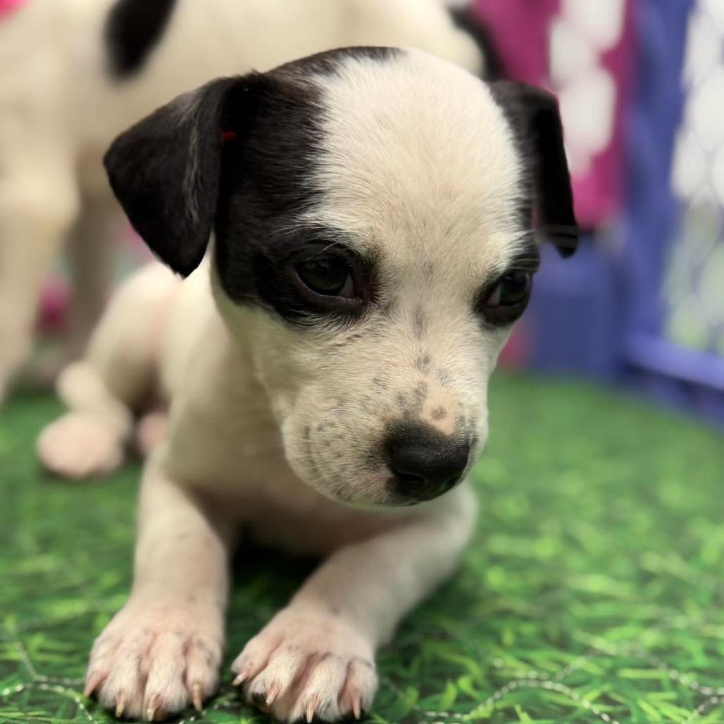 Faye, a Adoptable mixed breed in Griswold, CT image 6/6
