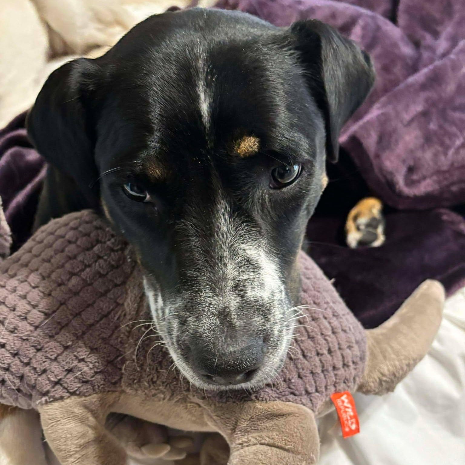 Enlarge Hera, a ADOPTABLE mixed breed in Oklahoma City, OK image 4/5