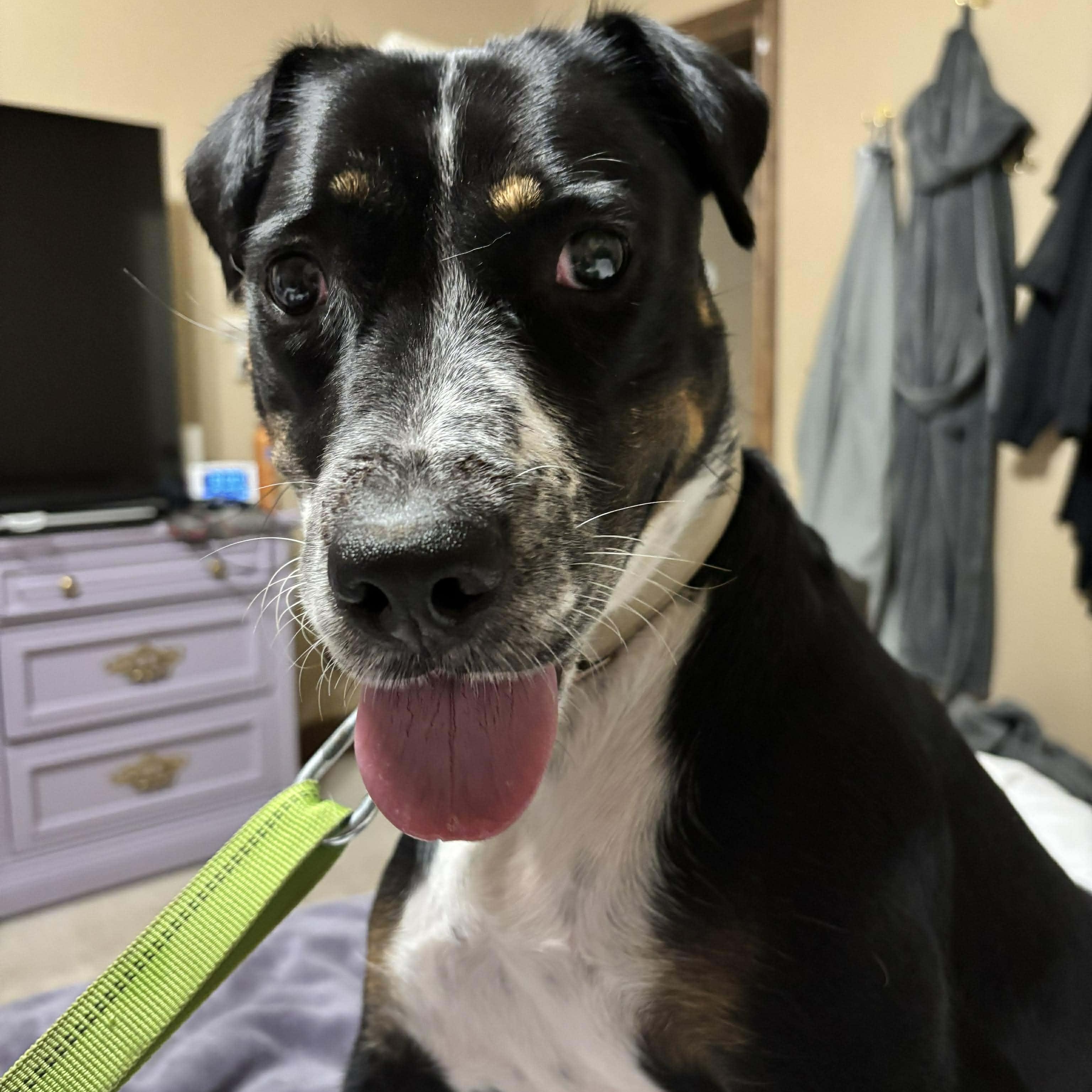 Enlarge Hera, a ADOPTABLE mixed breed in Oklahoma City, OK image 1/5