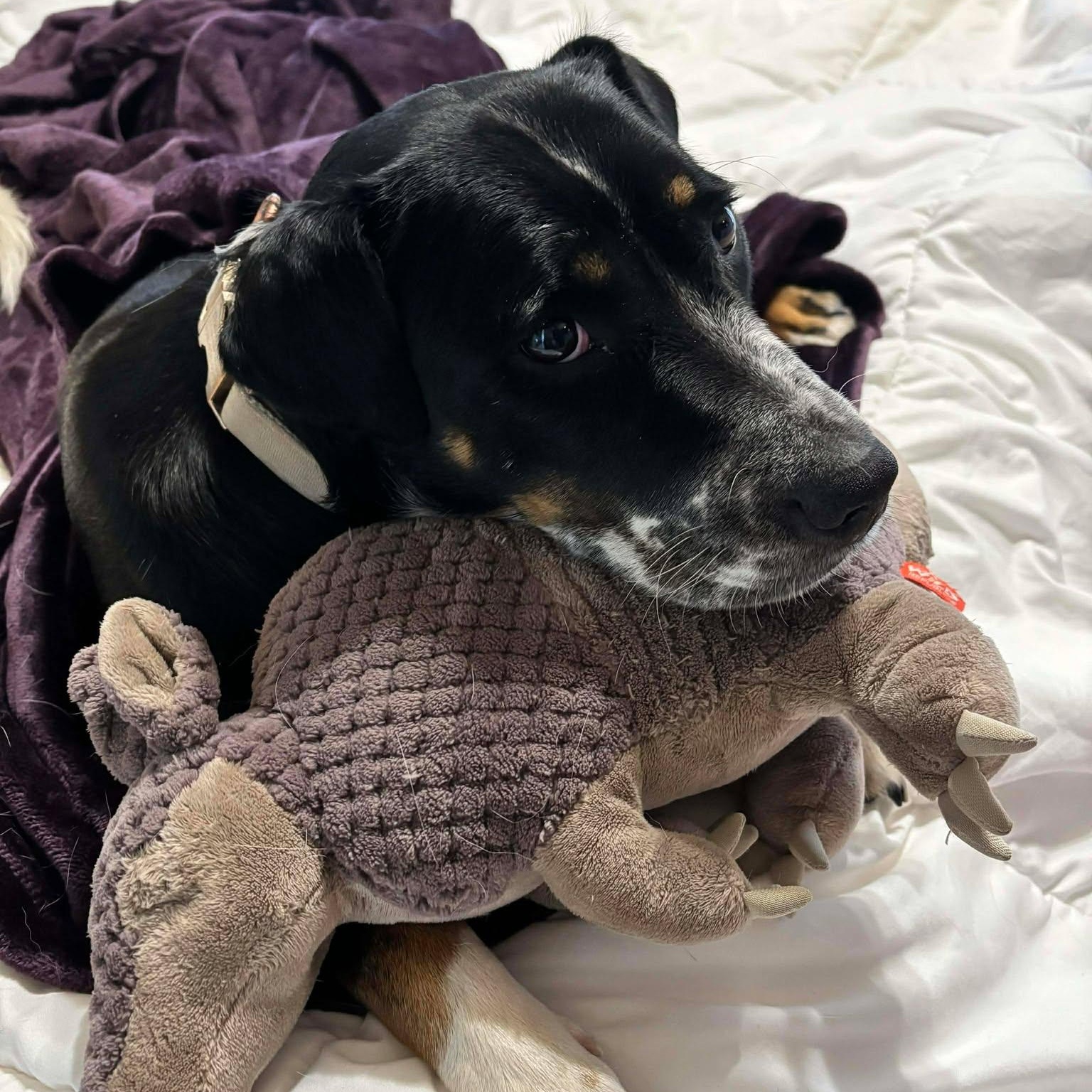 Enlarge Hera, a ADOPTABLE mixed breed in Oklahoma City, OK image 5/5