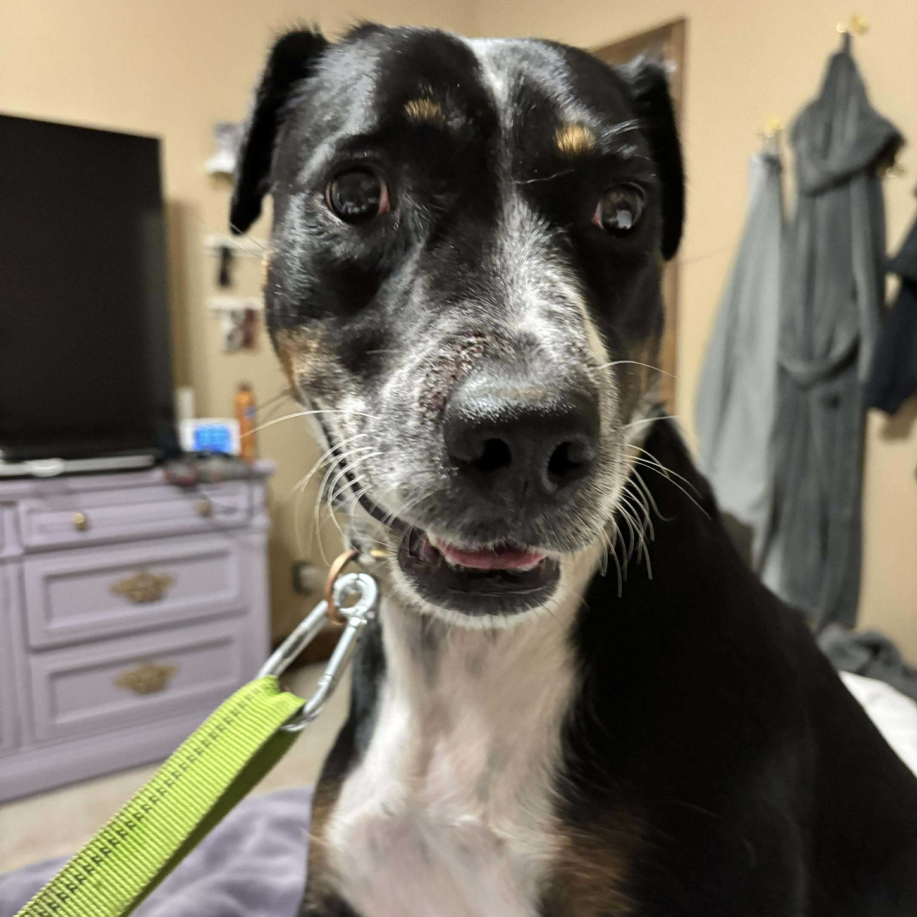 Enlarge Hera, a ADOPTABLE mixed breed in Oklahoma City, OK image 2/5