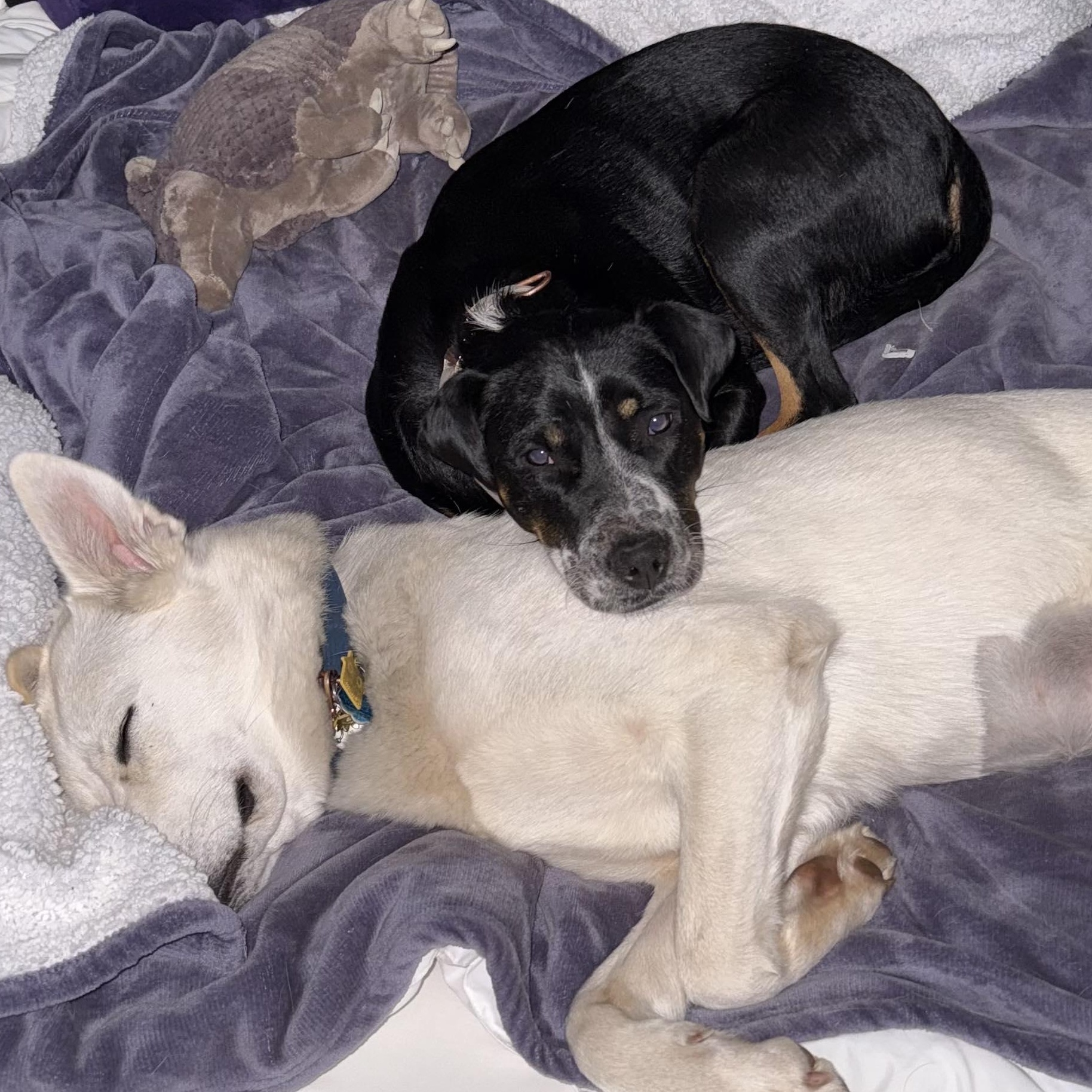 Enlarge Hera, a ADOPTABLE mixed breed in Oklahoma City, OK image 3/5