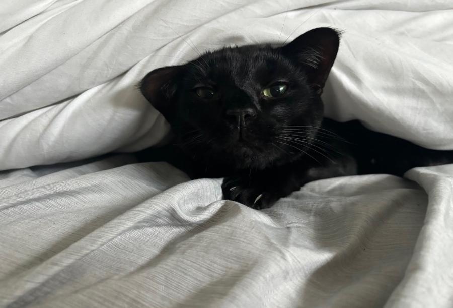 Dash, Adoptable, Adult Male Domestic Short Hair.