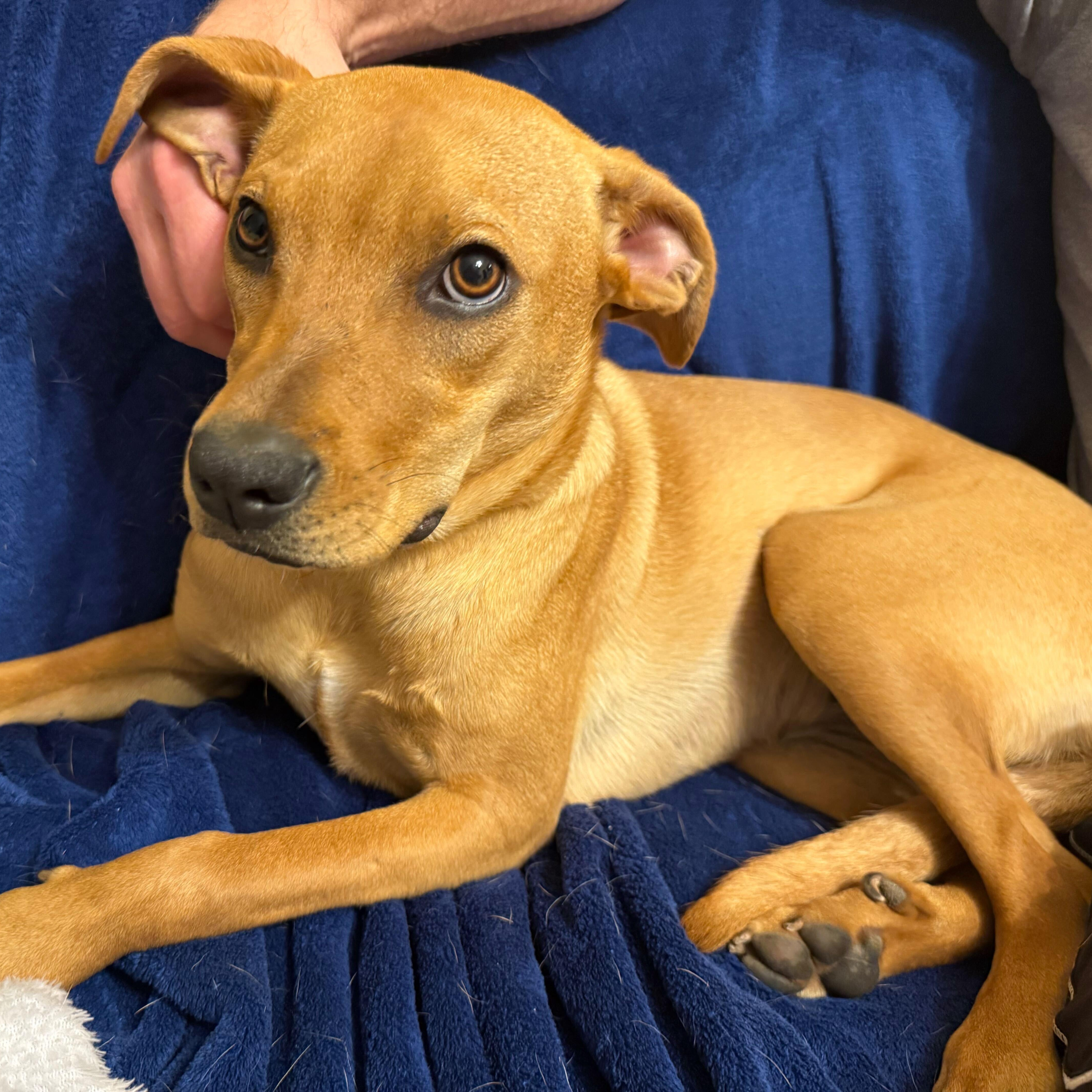 Enlarge Marnie, an adoptable Mixed Breed in Greensboro, NC image 1/6