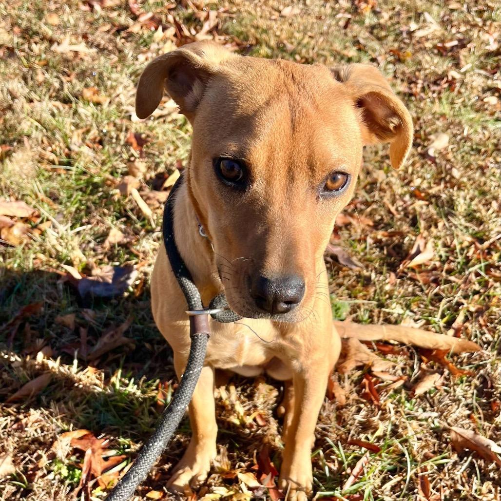 Marnie, adoptable, Young Female Mixed Breed.