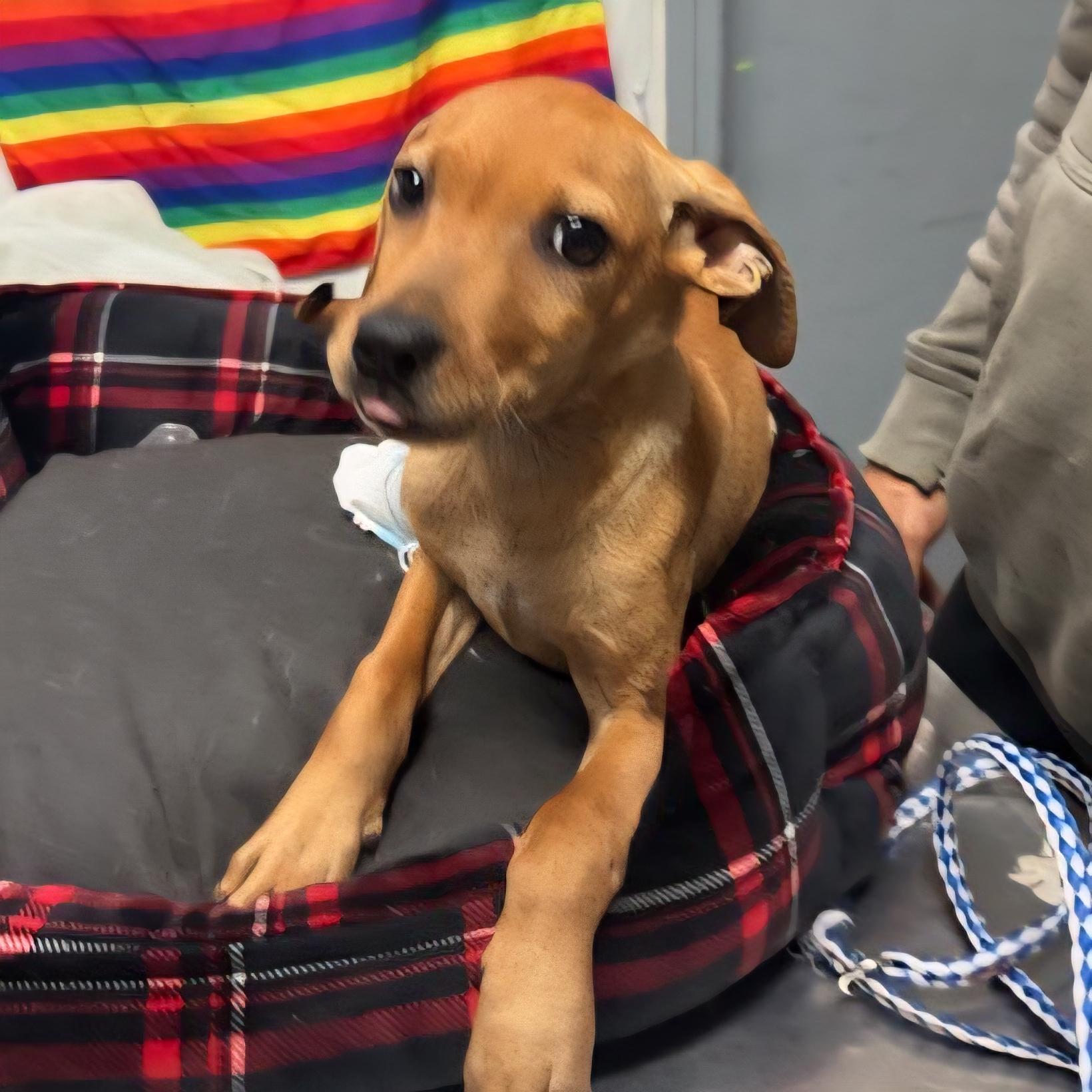 Marnie, adoptable, Young Female Mixed Breed.