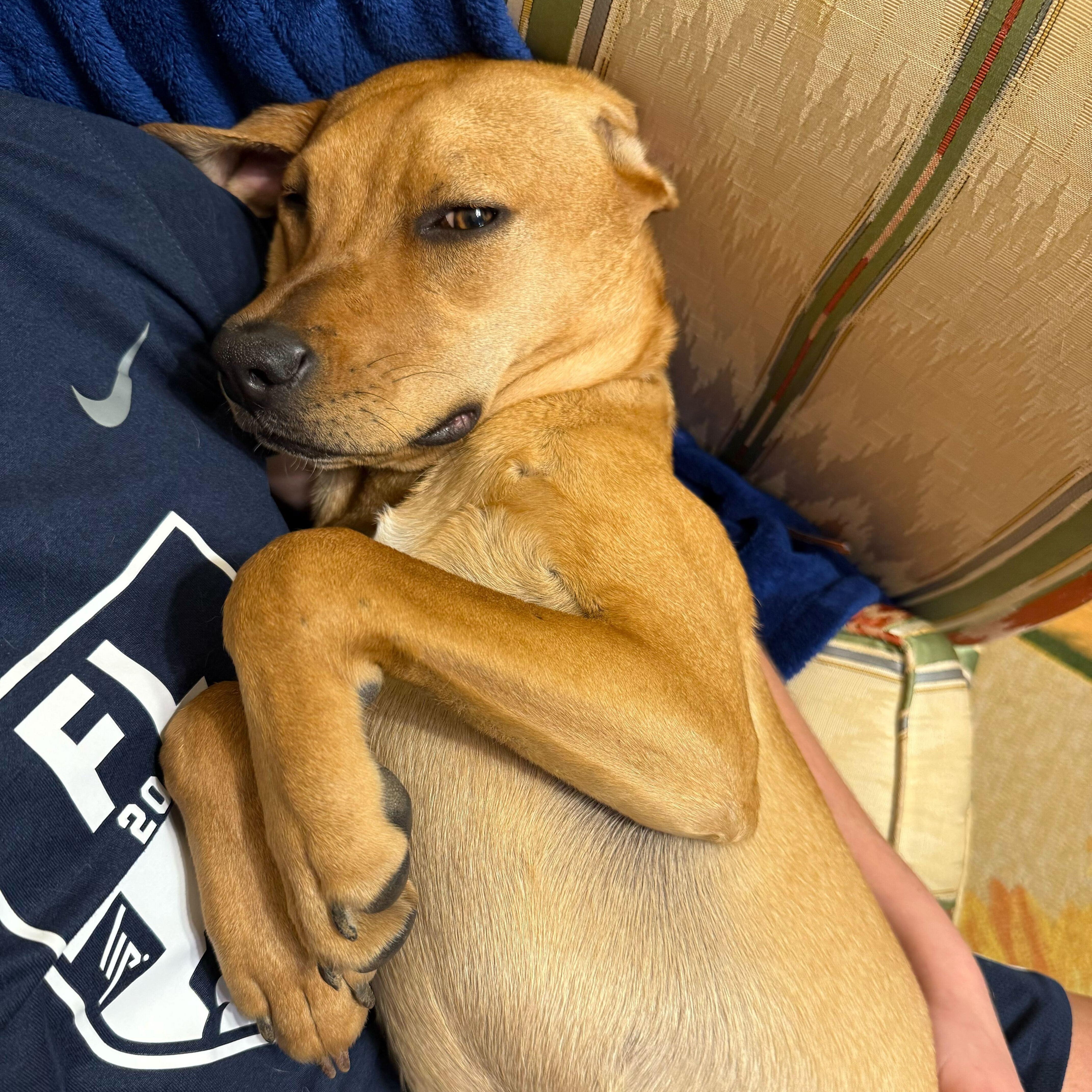 Enlarge Marnie, an adoptable Mixed Breed in Greensboro, NC image 4/6