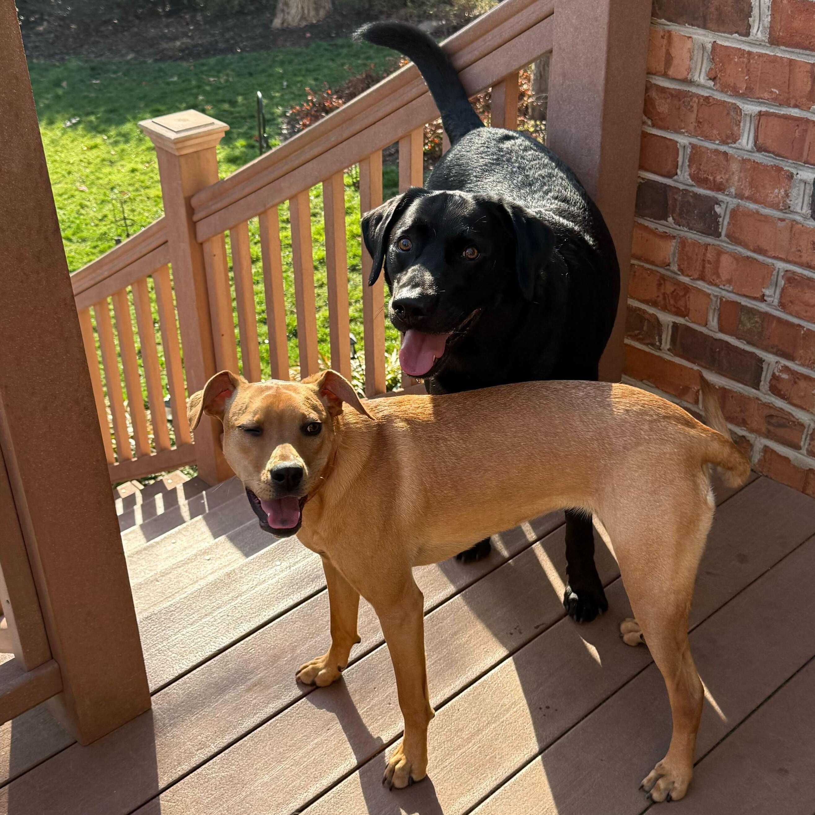 Enlarge Marnie, an adoptable Mixed Breed in Greensboro, NC image 3/6