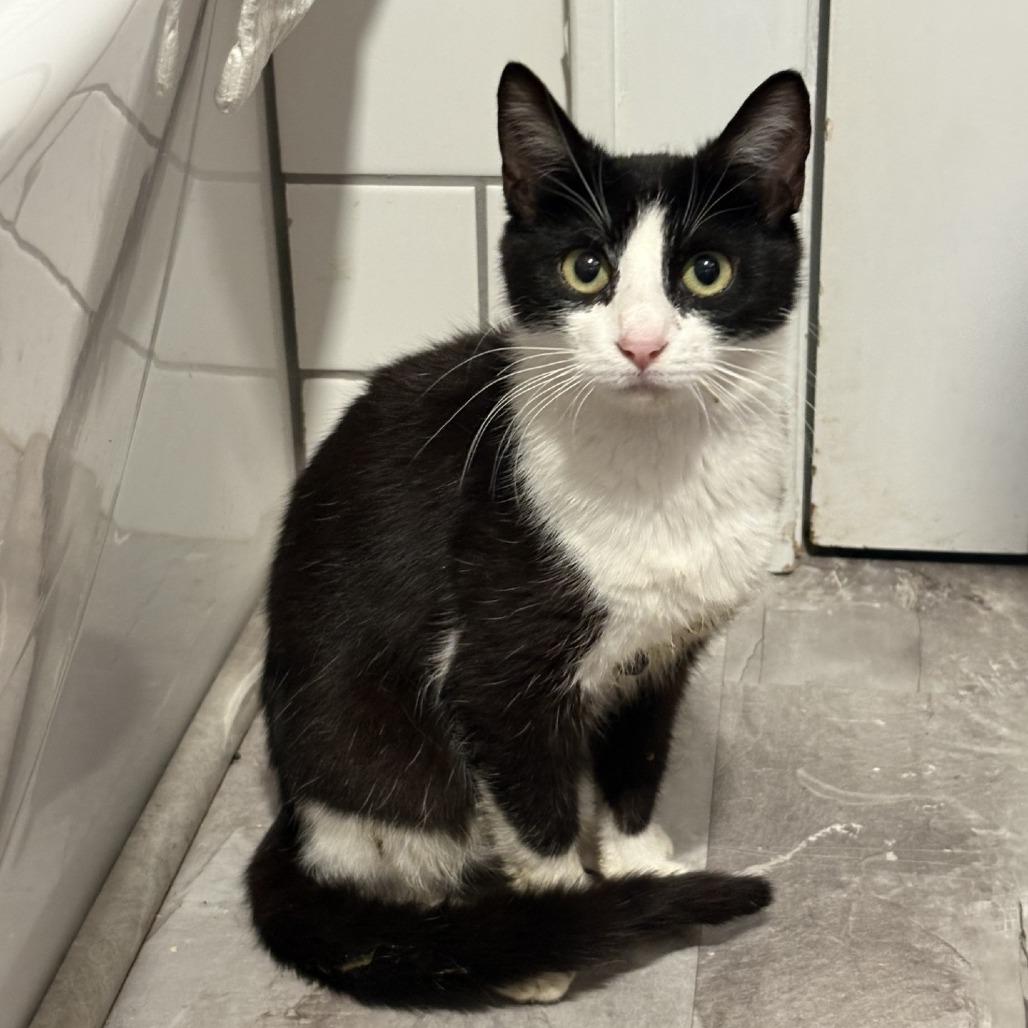 Eleanor, Adoptable, Young Female Domestic Short Hair.