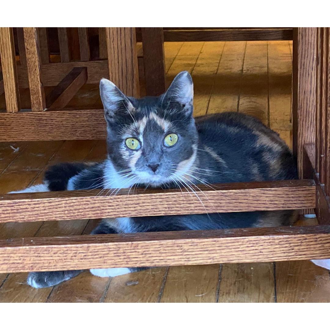 Enlarge Firefly, a Adoptable mixed breed in Morgan Hill, CA image 3/4