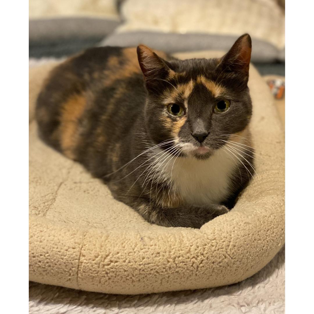 Enlarge Firefly, a Adoptable mixed breed in Morgan Hill, CA image 2/4