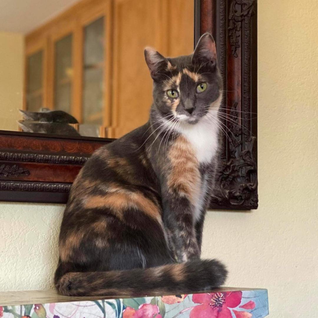 Firefly, Adoptable, Adult Female Dilute Calico & Domestic Short Hair.