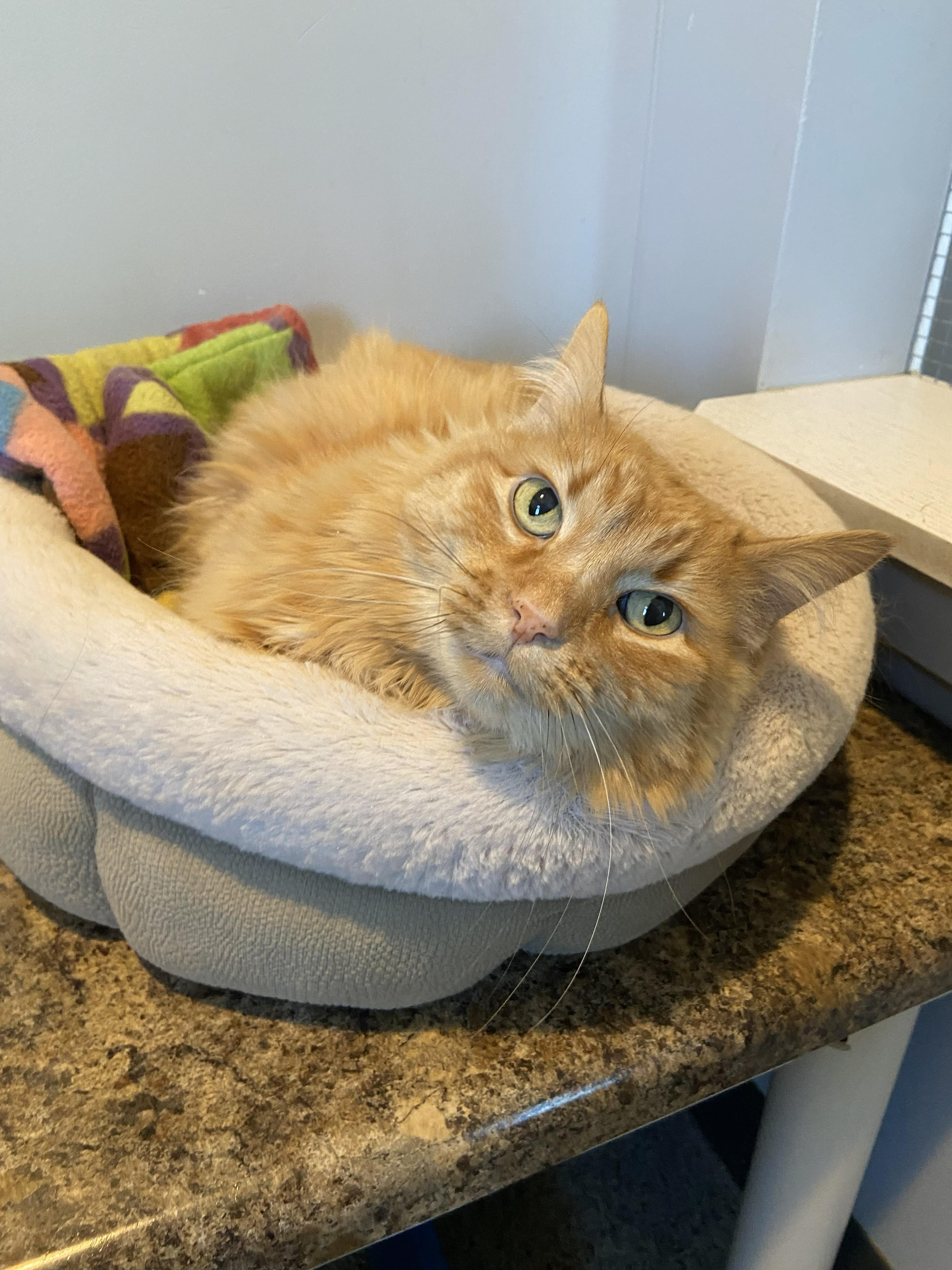 Peaches, ADOPTABLE, Senior Female Domestic Long Hair.