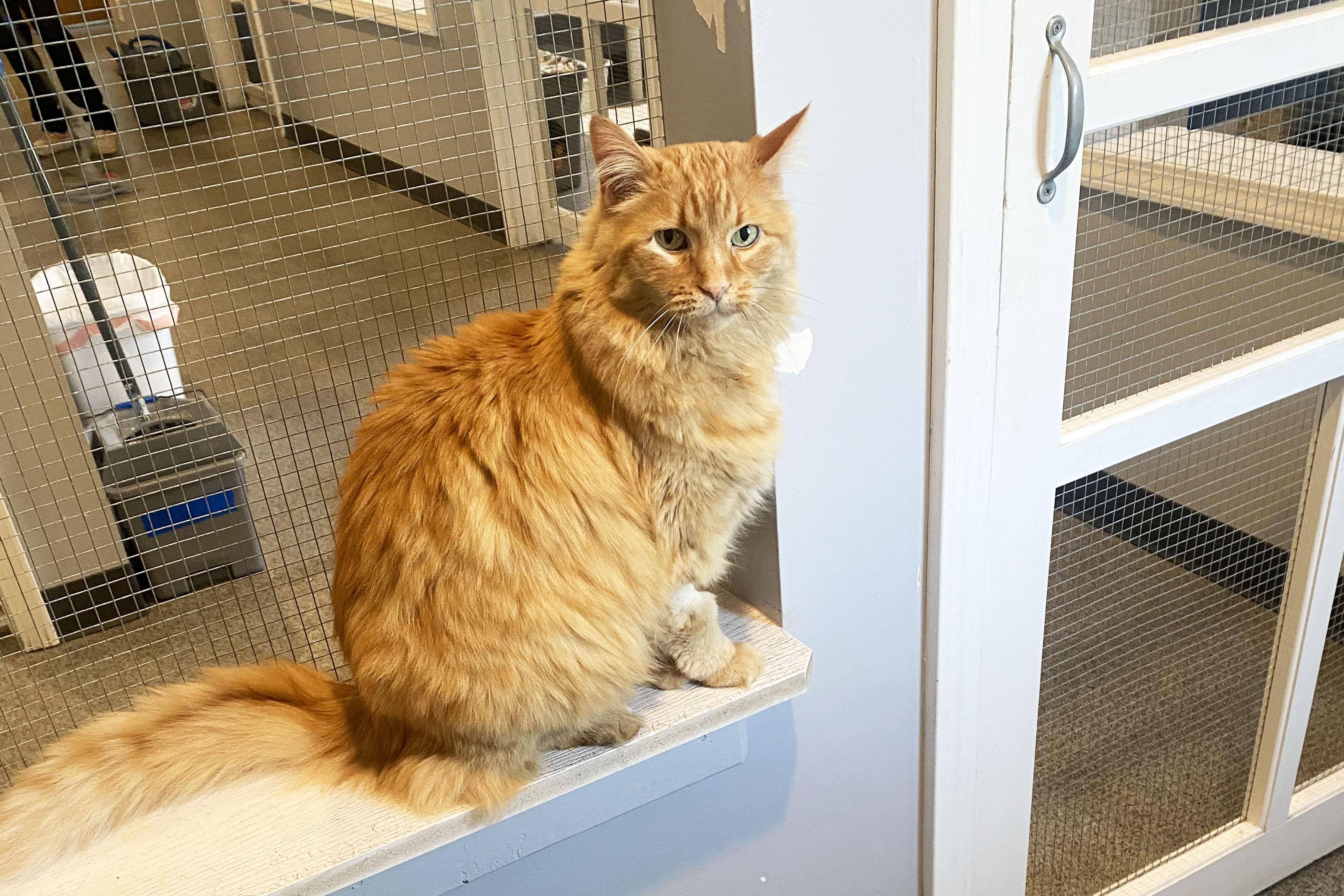 Enlarge Peaches, a ADOPTABLE Domestic Long Hair in Lincoln, NE image 2/2