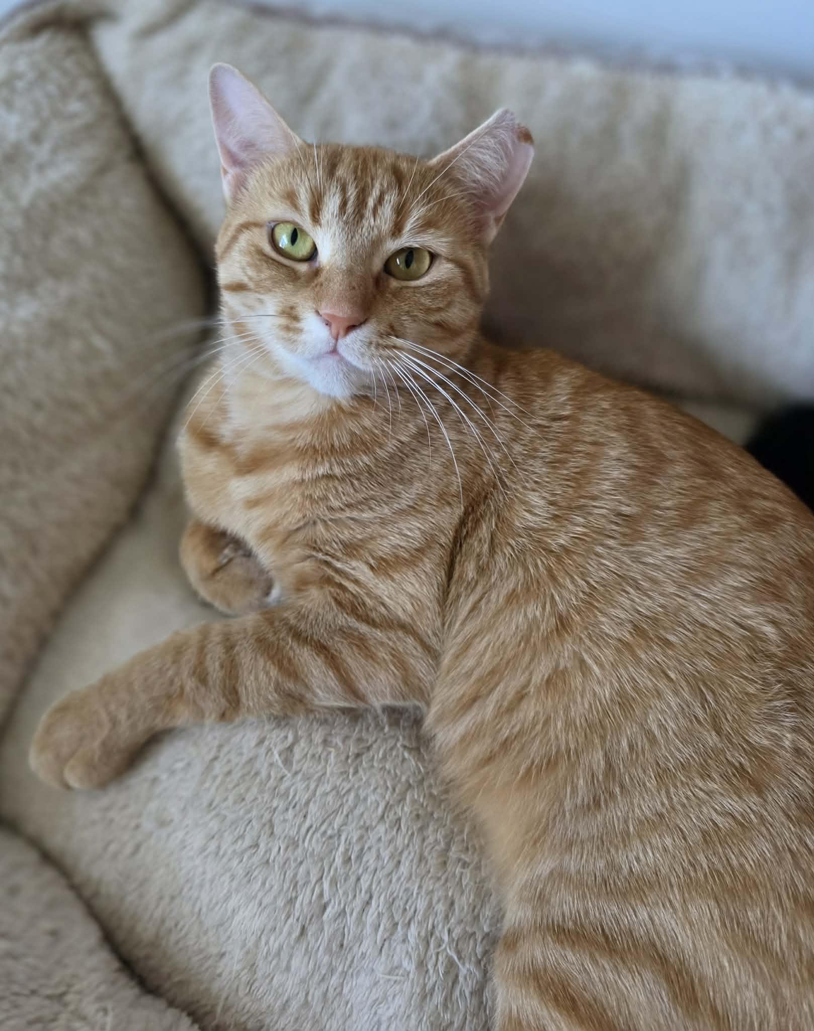 Creton, ADOPTABLE, Adult Female Domestic Short Hair.