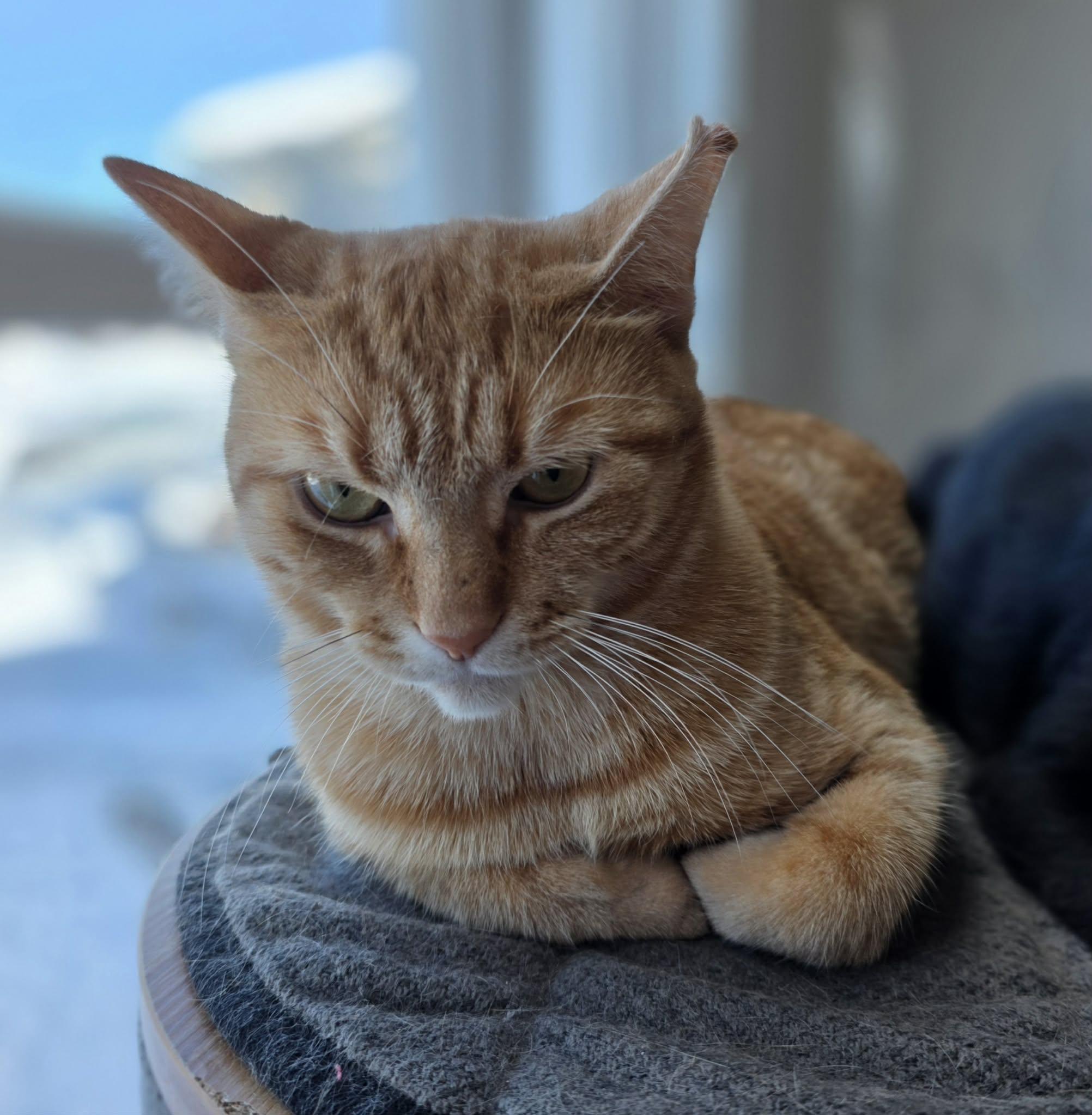 Enlarge Creton, a ADOPTABLE Domestic Short Hair in Terrebonne, QC image 5/6