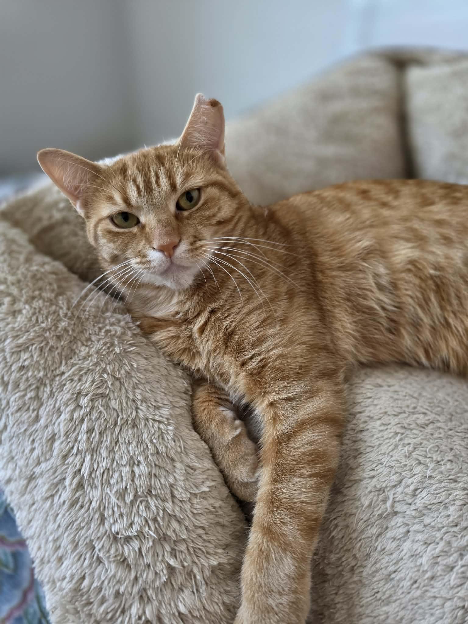 Enlarge Creton, a ADOPTABLE Domestic Short Hair in Terrebonne, QC image 6/6