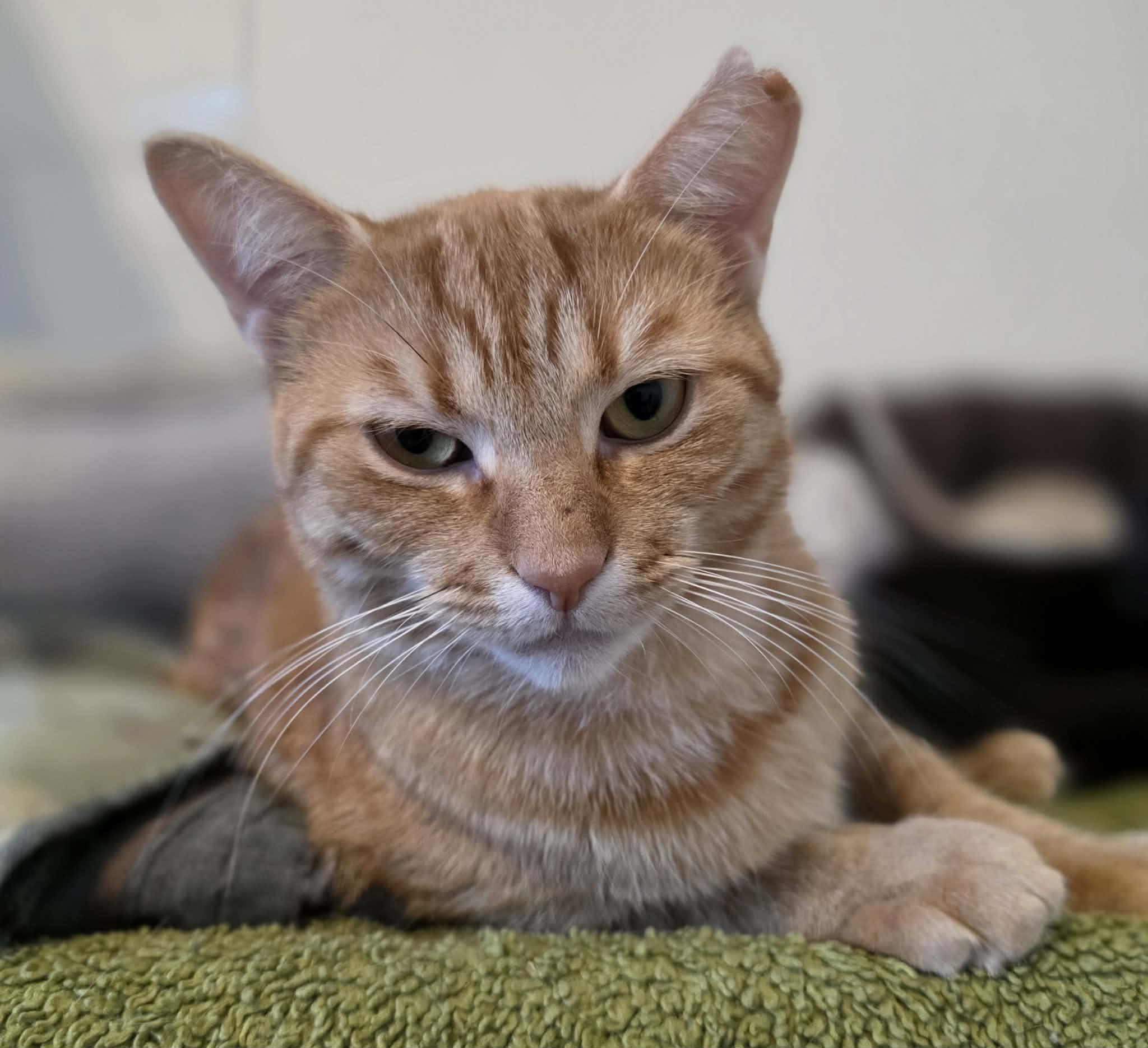 Enlarge Creton, a ADOPTABLE Domestic Short Hair in Terrebonne, QC image 2/6