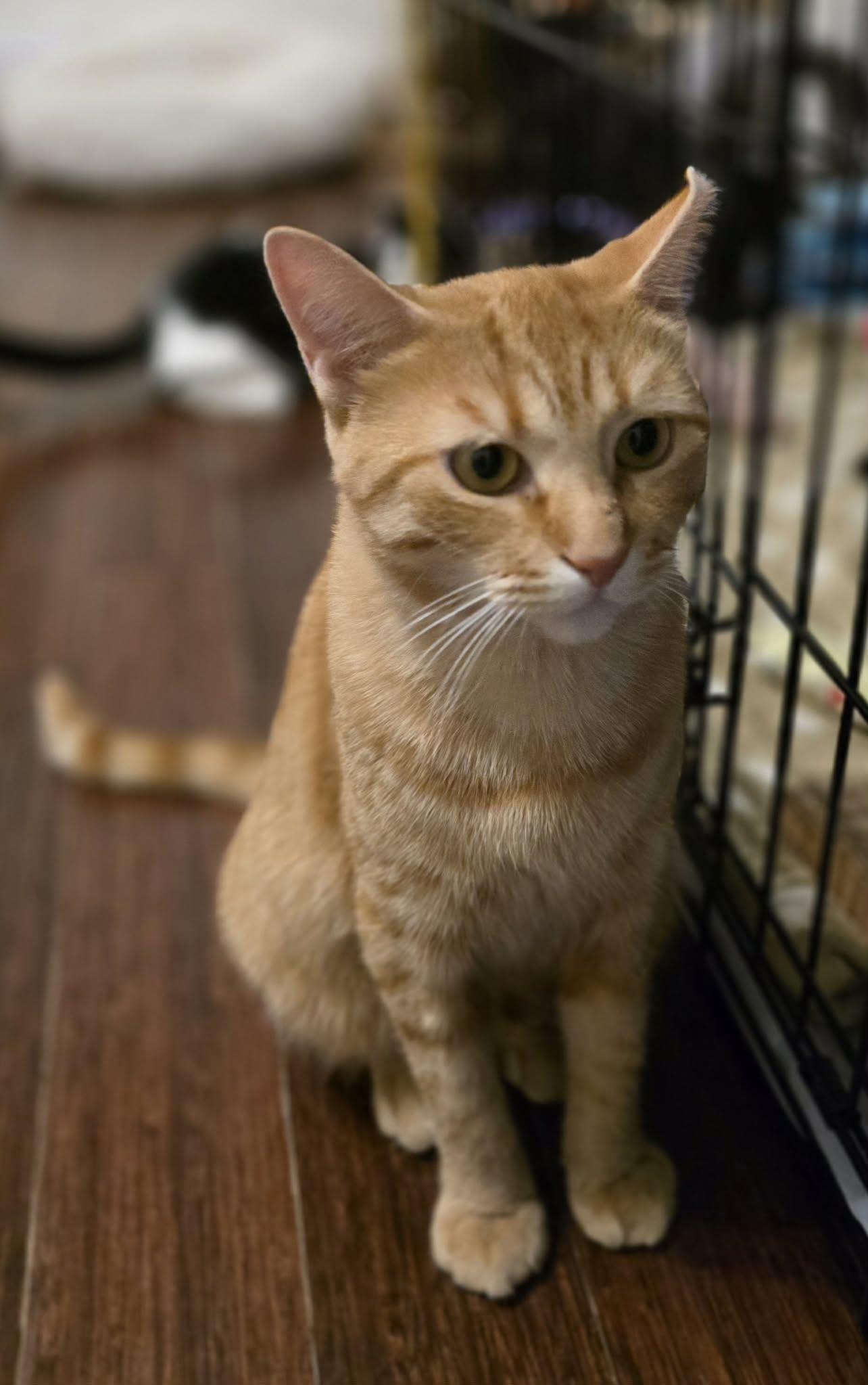 Enlarge Creton, a ADOPTABLE Domestic Short Hair in Terrebonne, QC image 4/6