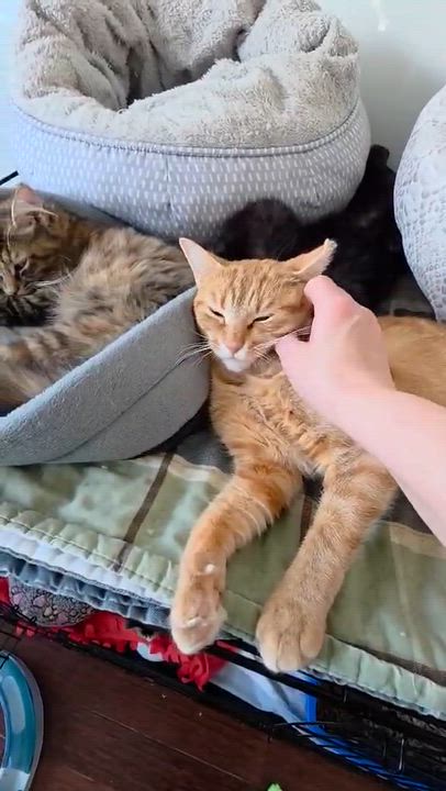 Enlarge Creton, a ADOPTABLE Domestic Short Hair in Terrebonne, QC video 3/6