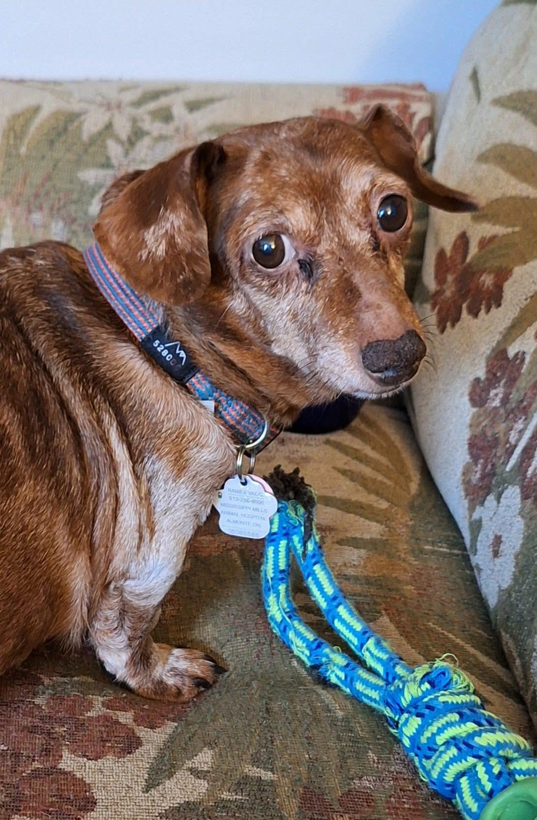 Pippi (bonded with Molly), ADOPTABLE, Senior Female Dachshund.