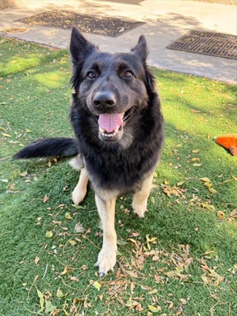 Enlarge *SMOKEY*, a Adoptable German Shepherd Dog in Fremont, CA image 1/1