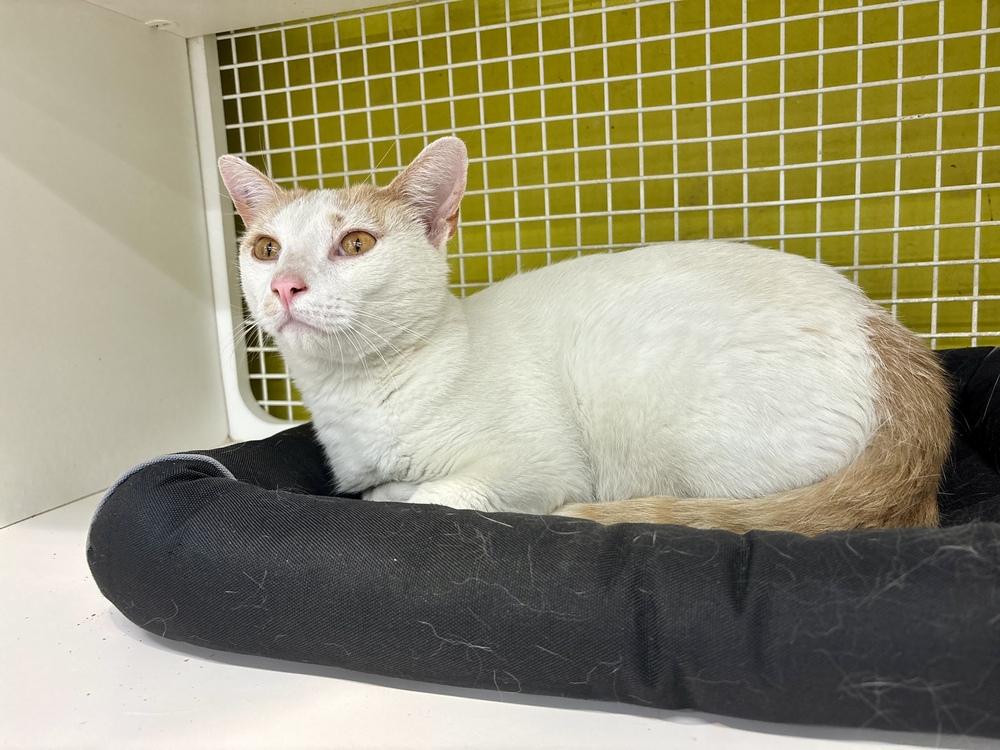 Enlarge Albe - Macaroni, a Adoptable Domestic Short Hair in Telford, PA image 1/1